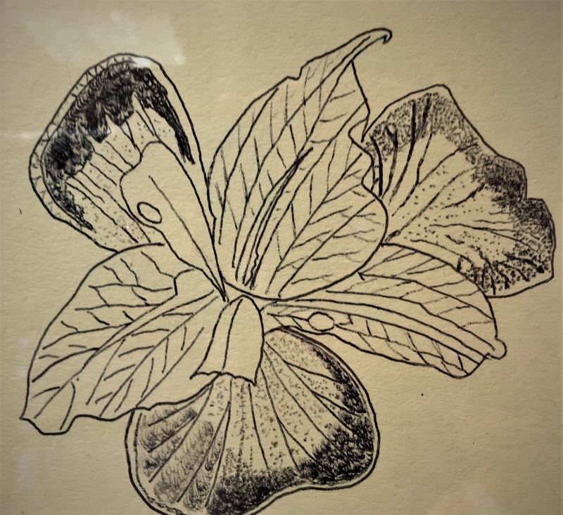 Jürgen Jaensch, Hibiskusblüte, 2018